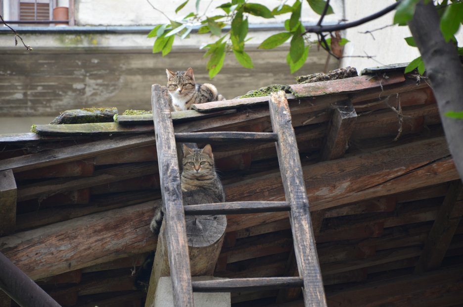 IMAGE_BCA225E5-0474-43BC-A66E-033398117768